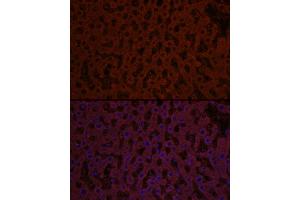 Immunofluorescence analysis of rat liver cells using Sonic Hedgehog (Shh) Rabbit pAb (ABIN6134067, ABIN6147741, ABIN6147743 and ABIN6223662) at dilution of 1:50 (40x lens). (Sonic Hedgehog anticorps)