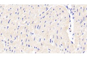 Detection of DDO in Bovine Cardiac Muscle Tissue using Polyclonal Antibody to D-Aspartate Oxidase (DDO)
