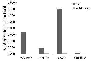 Chromatin immunoprecipitation analysis of extracts of 293T cells, using YY1 antibody (ABIN7271428) and rabbit IgG.