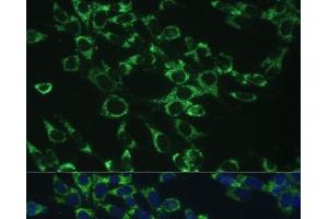 Immunofluorescence analysis of NIH-3T3 cells using COX5B Polyclonal Antibody at dilution of 1:100.