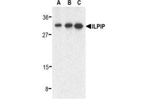 Image no. 2 for anti-STE20-Related Kinase Adaptor beta (STRADB) (C-Term) antibody (ABIN203695) (STRADB anticorps  (C-Term))