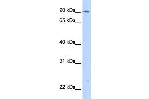 TMEM24 antibody used at 0. (C2CD2L anticorps  (C-Term))