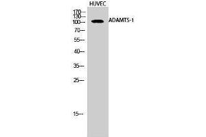 Western Blotting (WB) image for anti-ADAM Metallopeptidase with Thrombospondin Type 1 Motif, 1 (ADAMTS1) (Internal Region) antibody (ABIN3173677) (ADAMTS1 anticorps  (Internal Region))