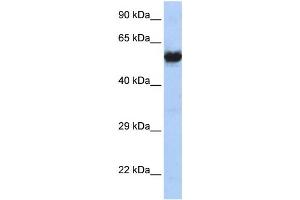 Western Blotting (WB) image for anti-Cholinergic Receptor, Nicotinic, gamma (CHRNG) antibody (ABIN2460108) (CHRNG anticorps)