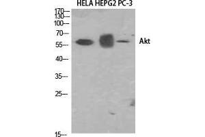 Western Blot (WB) analysis of HELA, HepG2, PC-3 using Akt1 Polyclonal Antibody.