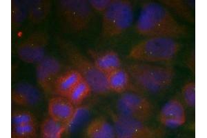 Immunofluorescence staining of methanol-fixed Hela cells using GluR1(Ab-863) Antibody. (Glutamate Receptor 1 anticorps)