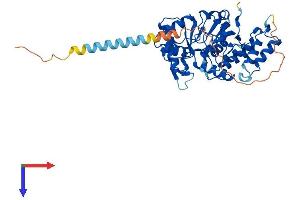 AlphaFold protein structure predicition of Mouse Recombinant St8sia5 Protein, UniprotID P70126