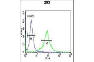 PNUTL2 Antibody (N-term) (ABIN1944842 and ABIN2841726) flow cytometric analysis of 293 cells (right histogram) compared to a negative control cell (left histogram). (Septin 4 anticorps  (N-Term))