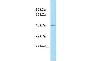 WB Suggested Anti-GPR85 Antibody Titration: 1. (GPR85 anticorps  (N-Term))