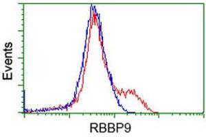 HEK293T cells transfected with either RC202090 overexpress plasmid (Red) or empty vector control plasmid (Blue) were immunostained by anti-RBBP9 antibody (ABIN2453590), and then analyzed by flow cytometry. (RBBP9 anticorps)