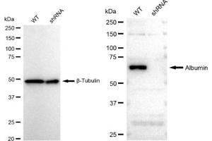 Western blotting analysis using Albumin antibody (ABIN7797549). (Recombinant Albumin anticorps)