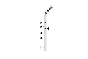 Anti-DEPTOR Antibody (N-Term) at 1:2000 dilution + RI 8226 whole cell lysate Lysates/proteins at 20 μg per lane. (DEPTOR anticorps  (AA 3-38))
