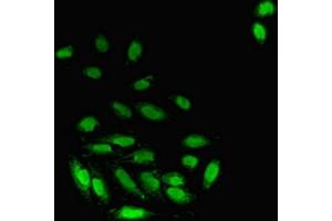 Immunofluorescent analysis of A549 cells using ABIN7162833 at dilution of 1:100 and Alexa Fluor 488-congugated AffiniPure Goat Anti-Rabbit IgG(H+L) (FKBP3 anticorps  (AA 2-224))