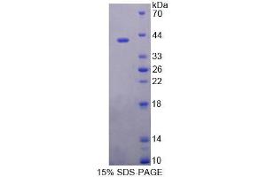 SDS-PAGE analysis of Mouse ERP44 Protein. (ERP44 Protéine)