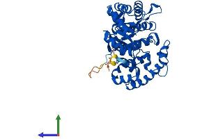 AlphaFold protein structure predicition of Mouse Recombinant Kcnab2 Protein, UniprotID P62482