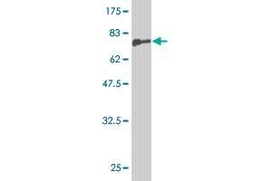 Western Blot detection against Immunogen (80.