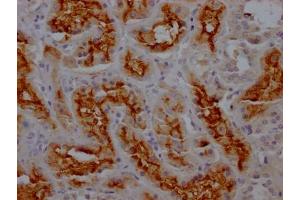 IHC image of ABIN7127393 diluted at 1:100 and staining in paraffin-embedded human kidney tissue performed on a Leica BondTM system. (Recombinant CD13 anticorps)
