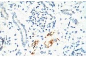 Immunohistochemistry of paraffin-embedded Mouse kidney tissue using KIF7 Monoclonal Antibody at dilution of 1:200. (KIF7 anticorps)