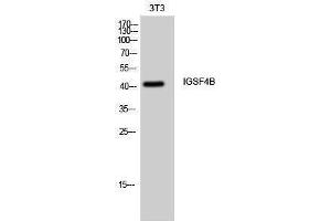 Western Blotting (WB) image for anti-Cell Adhesion Molecule 3 (CADM3) (Internal Region) antibody (ABIN3185143) (CADM3 anticorps  (Internal Region))