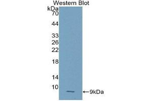 Western Blotting (WB) image for anti-Chemokine (C-X-C Motif) Ligand 2 (CXCL2) (AA 28-100) antibody (ABIN1859078) (CXCL2 anticorps  (AA 28-100))