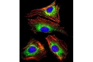 Immunofluorescent analysis of 4% paraformaldehyde-fixed, 0.