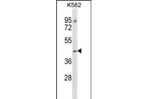 OR13F1 Antibody (C-term) (ABIN657181 and ABIN2846309) western blot analysis in K562 cell line lysates (35 μg/lane).