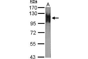 Image no. 2 for anti-Na Pump alpha Subunit (ATPALPHA) (Internal Region) antibody (ABIN1493677) (Atpalpha anticorps  (Internal Region))