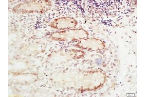 Formalin-fixed and paraffin embedded mouse intestine labeled with Rabbit Anti-RFC2 Polyclonal Antibody, Unconjugated  at 1:200 followed by conjugation to the secondary antibody and DAB staining (RFC2 anticorps  (AA 281-354))