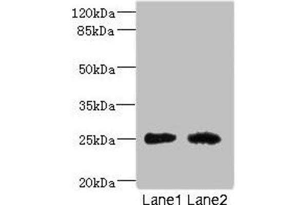 CEACAM4 Antikörper  (AA 36-155)