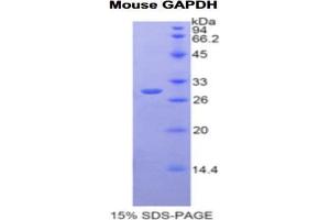 SDS-PAGE analysis of Mouse GAPDH Protein. (GAPDH Protéine)