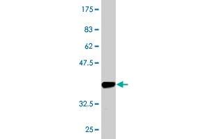 Western Blot detection against Immunogen (36.