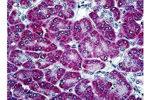 Human Pancreas: Formalin-Fixed, Paraffin-Embedded (FFPE) (Kallikrein 13 anticorps  (AA 262-277))