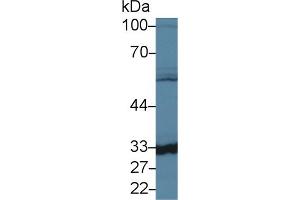 Detection of CA5B in Mouse Liver lysate using Polyclonal Antibody to Carbonic Anhydrase VB, Mitochondrial (CA5B) (CA5B anticorps  (AA 63-225))