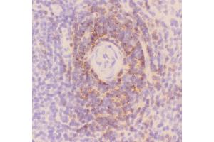 anti-CD3 epsilon (CD3E) (AA 23-207) antibody