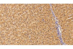 Detection of CLU in Porcine Liver Tissue using Polyclonal Antibody to Clusterin (CLU)
