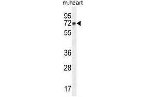 CCDC148 Antibody (Center) western blot analysis in mouse heart tissue lysates (35µg/lane).
