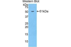 Western Blotting (WB) image for anti-Cadherin 13 (CDH13) (AA 478-690) antibody (ABIN1858336) (Cadherin 13 anticorps  (AA 478-690))