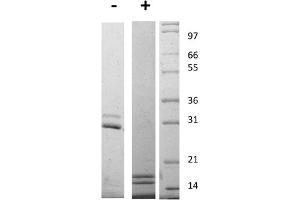 SDS-PAGE of Mouse Interleukin-17AF Heterodimer Recombinant Protein SDS-PAGE of Mouse Interleukin-17 Animal Free Recombinant Protein. (IL-17A/F Protéine)