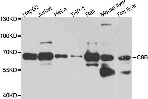 Western blot analysis of extracts of various cell lines, using C8B antibody (ABIN5974829) at 1/1000 dilution. (C8B anticorps)