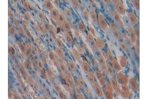 IHC-P analysis of Mouse Stomach Tissue, with DAB staining. (LALBA anticorps  (AA 24-141))