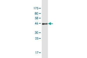 Western Blot detection against Immunogen (44.