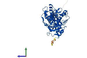 AlphaFold protein structure predicition of Mouse Recombinant Dxo Protein, UniprotID O70348