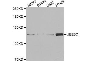 Western blot analysis of extracts of various cell lines, using UBE3C antibody (ABIN5973842) at 1/1000 dilution. (UBE3C anticorps)