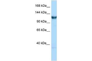 WB Suggested Anti-Gtf3c3 Antibody Titration: 1. (GTF3C3 anticorps  (C-Term))