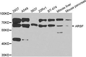 Western blot analysis of extracts of various cell lines, using ARSF antibody (ABIN5974484) at 1/1000 dilution. (ARSF anticorps)