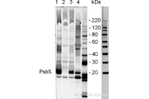 Anti-PsbS antibody has been tested in immunoblotting using whole thylakoid extracts from - 1-Corn, 2-Wheat, 3-Brassica, 4-Arabidopsis, 5-Spinach, 6-Chlamydomonas, 7-Chlorella, 8-Pine and Popplar (data not presented) Amount of loaded protein extract - 50- (PsbS anticorps)