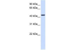 NIPA2 antibody used at 1 ug/ml to detect target protein. (NIPA2 anticorps  (Middle Region))
