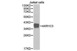 Western Blotting (WB) image for anti-Aldo-Keto Reductase Family 1, Member C3 (3-alpha Hydroxysteroid Dehydrogenase, Type II) (AKR1C3) antibody (ABIN1870905) (AKR1C3 anticorps)