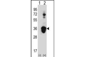 Western blot analysis of U2AF1 (arrow) using rabbit polyclonal U2AF1 Antibody (Center S70) (ABIN389304 and ABIN2839424). (U2AF1 anticorps  (AA 55-83))