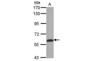 Image no. 1 for anti-Ring Finger and SPRY Domain Containing 1 (RSPRY1) (AA 42-356) antibody (ABIN1500770) (RSPRY1 anticorps  (AA 42-356))